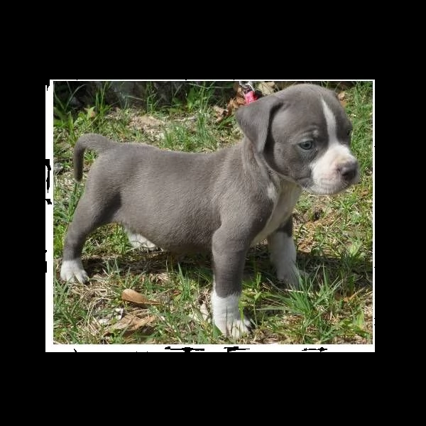 cucciolo cuccioli di pit bull terrier