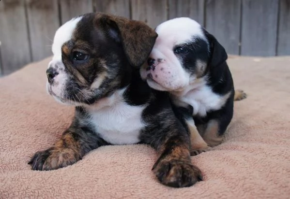 cucciolo cucciolo di bulldog tenerissimi  | Foto 1