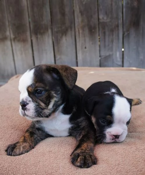 cucciolo cucciolo di bulldog tenerissimi  | Foto 0