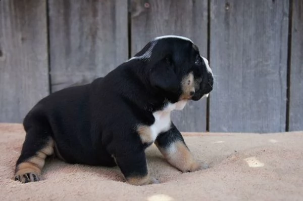 cucciolo cucciolo di bulldog tenerissimi 
