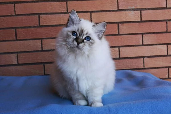 cuccioli sacro di birmania