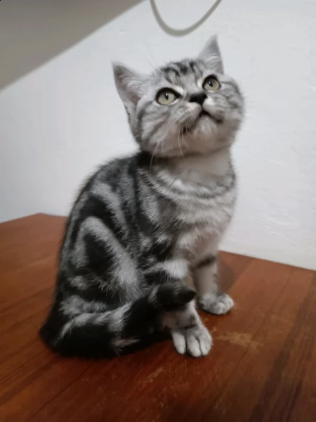 ultimo cuccioli di british shorthair con occhi verdi 2 mesi