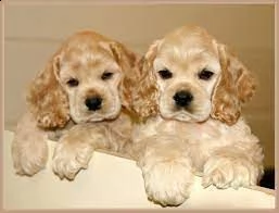 regalo cuccioli coker spaniel