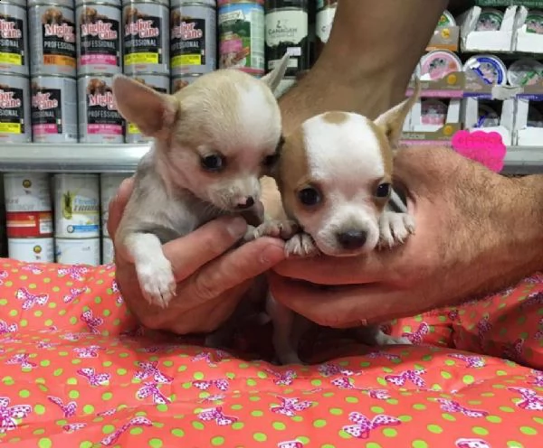 mix chihuahua mini mini