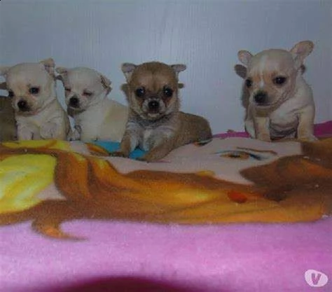 pincher chihuahua toy