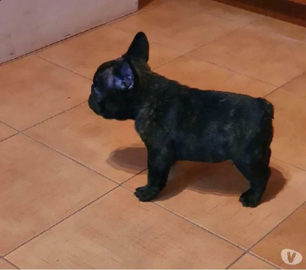 disponibile da subito cuccioli di bulldog francese