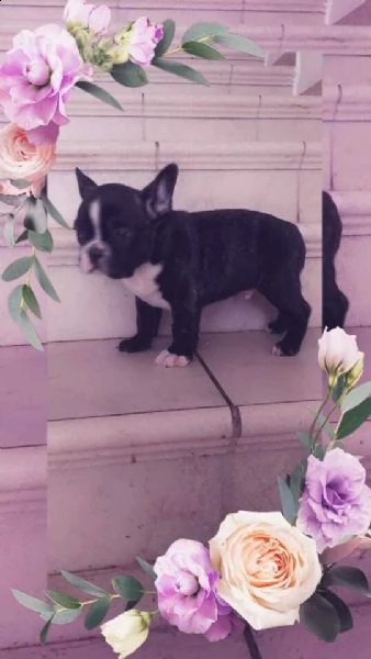 bellissima cucciolata di bulldog francese,