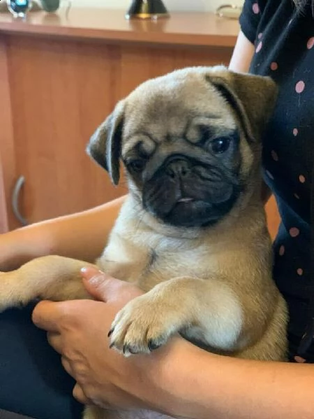 cuccioli di carlino fulvi e neri