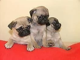 cuccioletto di carlino/