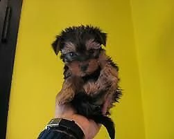 cucciolo di yorkshire toy/