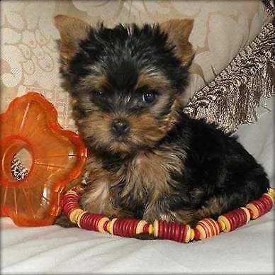 yorkshire mini toy./