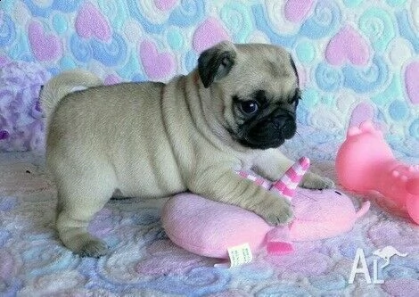 cuccioli di carlino di due mesi e mezzo/.