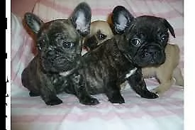 favolosissimi di bulldog francese, di due mesi e mezzo