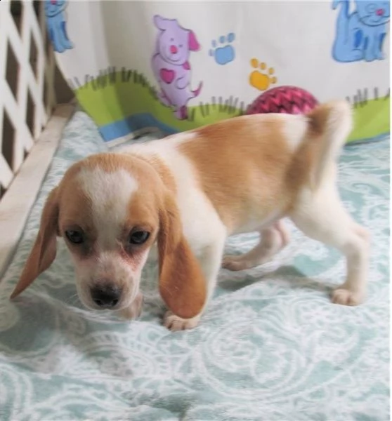   regalo beagle cuccioli meravigliosi ! 