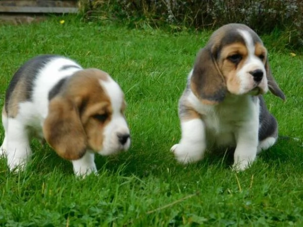 adorabili cuccioli di beagle | Foto 0