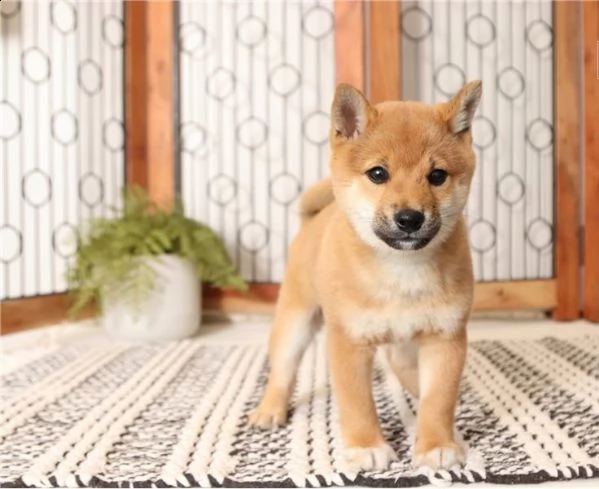 shiba inu
