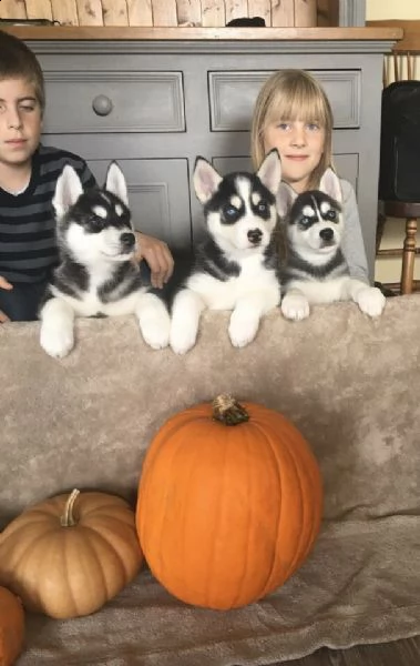 cuccioli di siberian husky | Foto 4