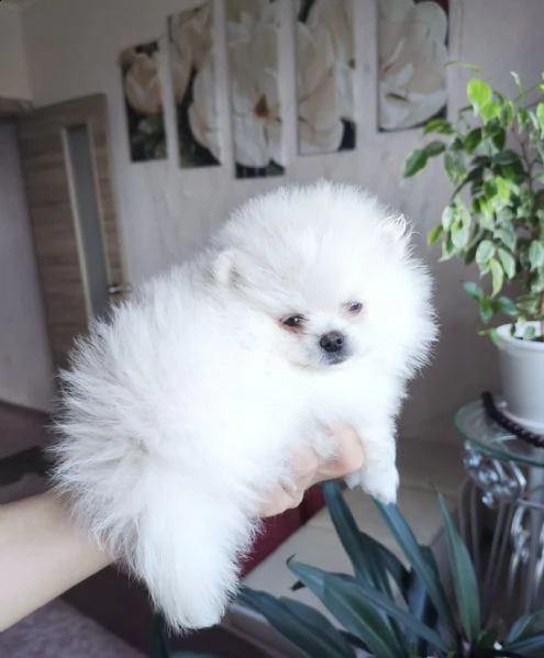 cuccioli di pomerania nani | Foto 0