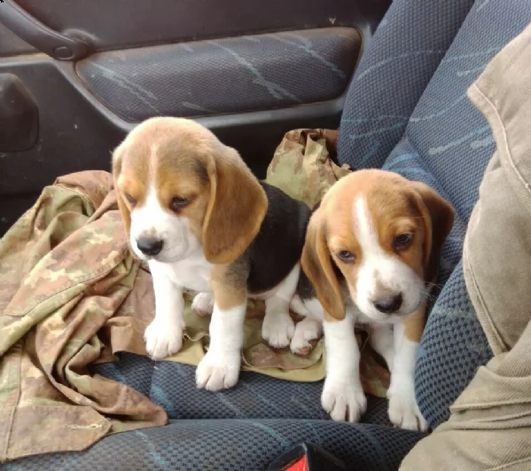 cuccioli beagle 2 maschio e 2 femmin