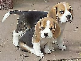 cucciolo di beagle amorevolissimo perfetissimi e vivaci di 70 giorni 