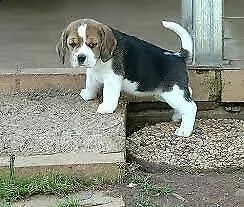 beagle toy con vivacissimi sani e bellissimi