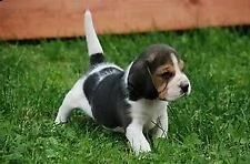 il beagle toy è una razza di piccola taglia 