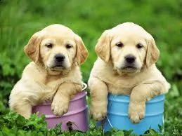 adorabili cuccioli di labrador femminucce e maschietti disponibili per l'adozione