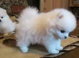cucciolo di spitz pomerania toy