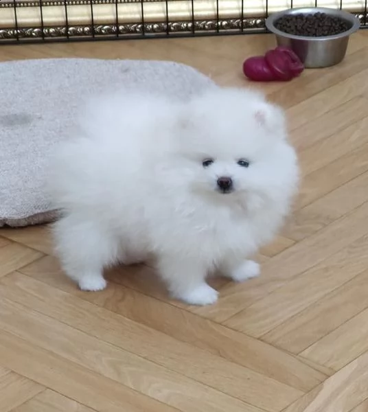cuccioli pomerania bianchi 