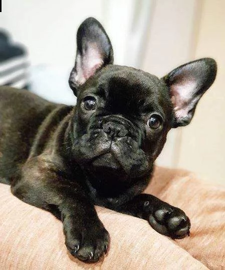 cuccioli di bulldog francese maschio e femmina taglia nana 
