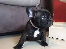 cuccioli di bulldog francese, molto socievoli