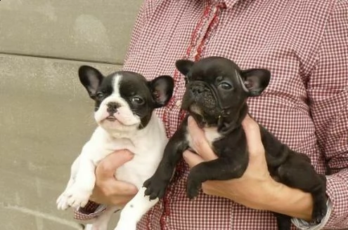 bulldog francese favolosissimi buoni e vivacissimi di 70 giorni 