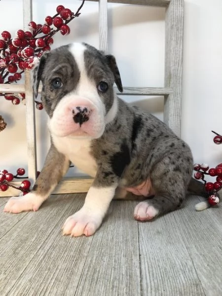 regalo bellissimi maschi e femmine pitbull cuccioli