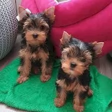 giocattolo yorkshire terrier in vendita