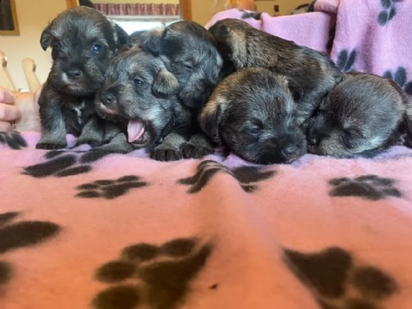 vendo simpatici cuccioli di schnauzer
