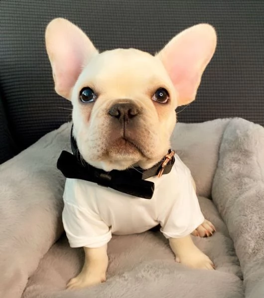 cuccioli di bulldog francese