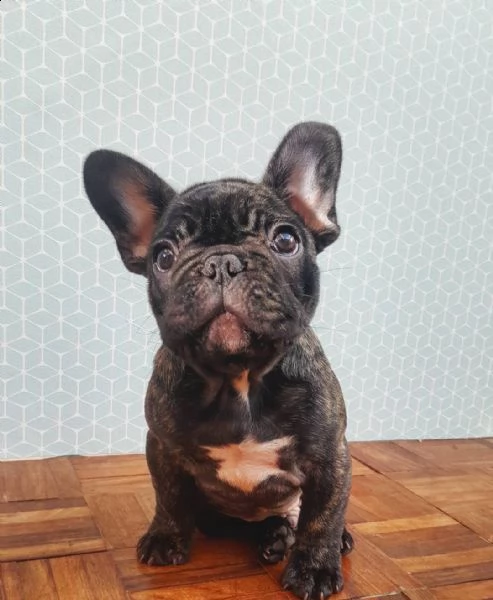 cuccioli di bulldog francese | Foto 0
