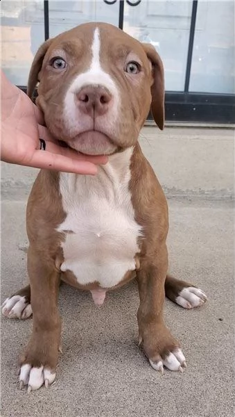 due sanissimi cuccioli di razza pitbull terrier