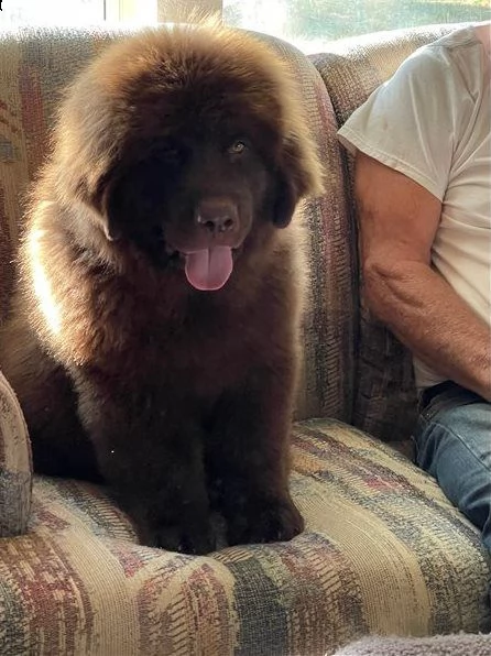 terranova maschi e femmine | Foto 0