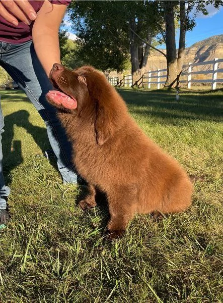 terranova maschi e femmine