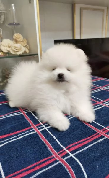 cuccioli di pomerania | Foto 0