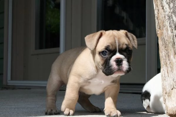 cuccioli di bulldog francese con pedigree enci | Foto 2