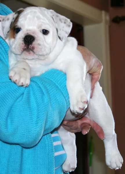 bellissimo cuccioli di buldog inglese con pedigree  | Foto 2