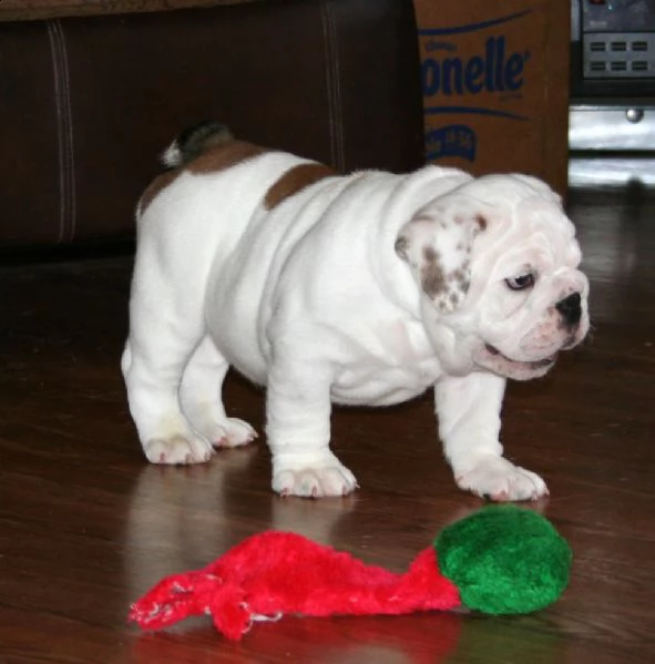 bellissimo cuccioli di buldog inglese con pedigree  | Foto 1