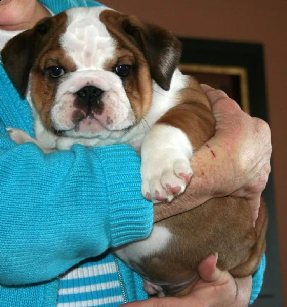 bellissimo cuccioli di buldog inglese con pedigree  | Foto 0