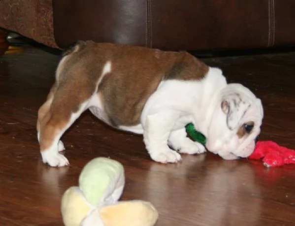 bellissimo cuccioli di buldog inglese con pedigree 