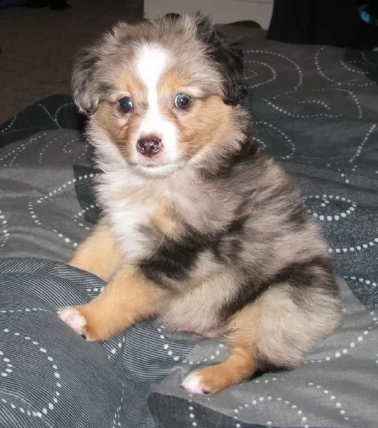 splendidi cuccioli di auatralian sherpherd | Foto 0