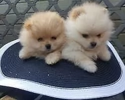 cuccioli volpino pomerania toy