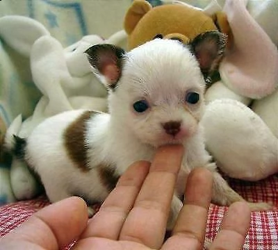 cuccioli di chihuahua toy