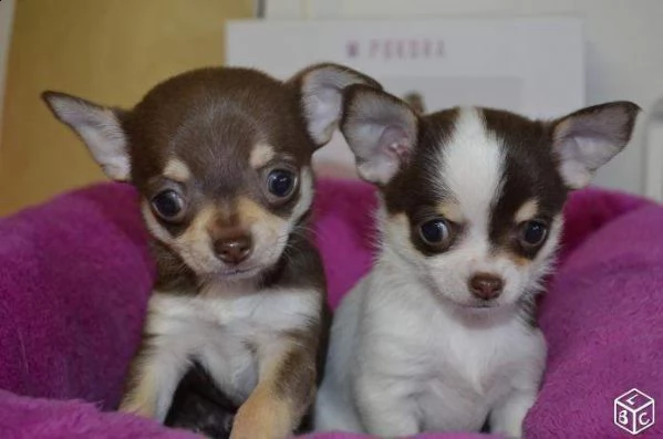 cuccioli di chihuahua dolci e coccoloni di 70 giorni
